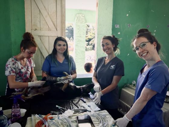 Vet nurse team at FVAI spay neuter clinic in Belize