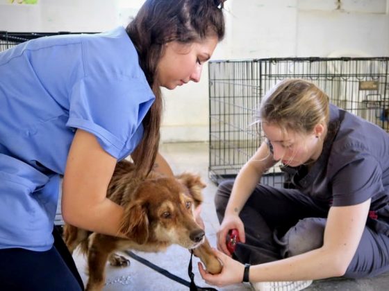 Nail trimming at FVAI spay neuter clinic in Belize