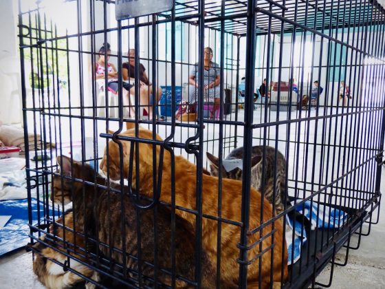 Feline patients at FVAI spay neuter clinic in Belize