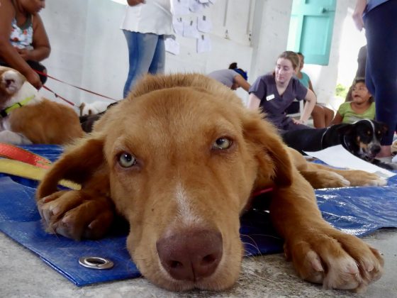 A dog in the recovery zone at FVAI spay neuter clinic in Belize