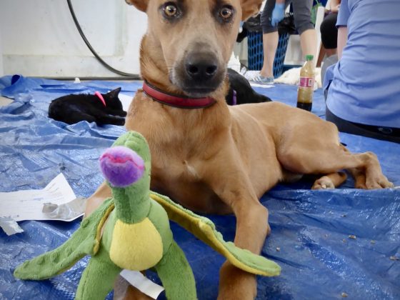 A dog in the recovery zone at FVAI spay neuter clinic in Belize