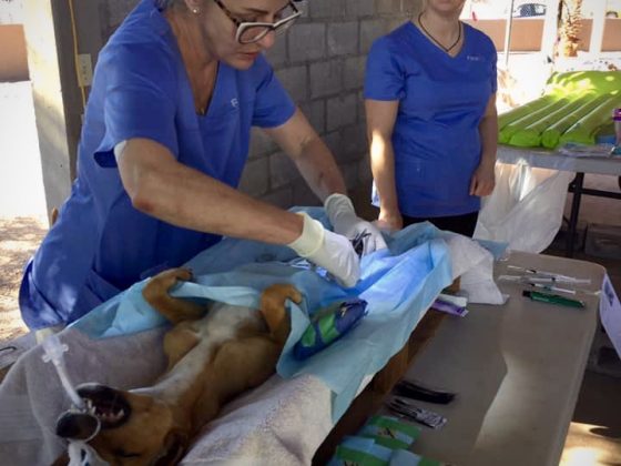 Dr Isabelle, FVAI veterinarian volunteer