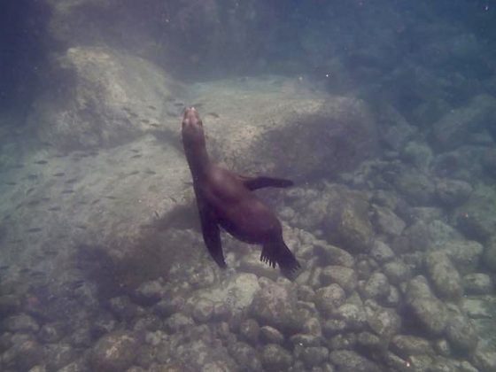 Swimming with sea lions. Pure happiness!