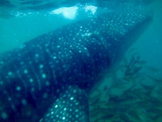 Whale-shark, Baja California Sur