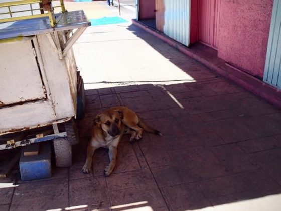 Friendly dog, FVAI project Baja California