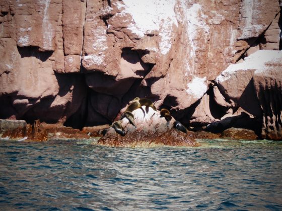 Sea lions at Espiritu Santo, Baja California Sur