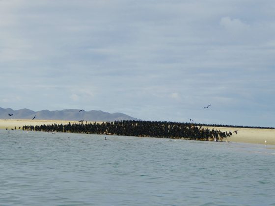 Huge colony of cormorans, Baja California Sur