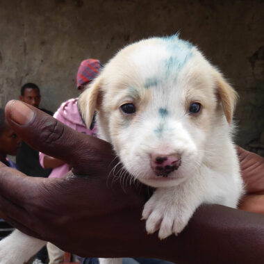 A blue mark on the forehead means the puppy was vaccinated against rabies.
