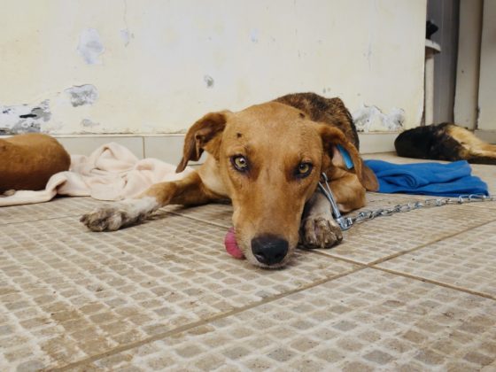 A dog is waking up at FVAI clinic in Tanzania