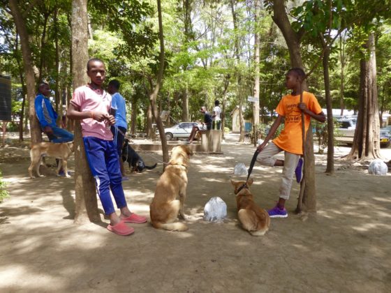 Young Tanzanians are waiting with their dogs at the vaccination station in Arusha, Tanzania