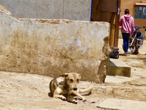 A community dog, sterilized and vaccinated, is taking a little break in its ward in Arusha, Tanzania