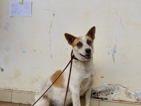 Street dog at FVAI clinic in Tanzania