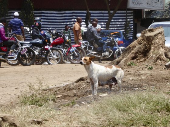 A street dog in Arusha, Tanzania