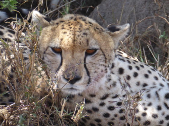 Cheetah with FVAI safari in Tanzania