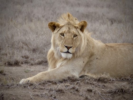 Amazing lion in Ngorongoro crater in Tanzania