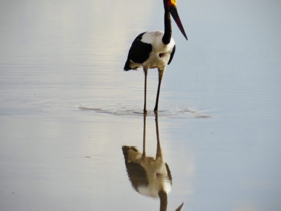 A bird in Tarangire NP, Tanzania