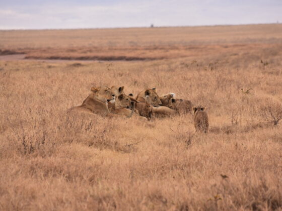 Lionesses and their cubs in Tanzania