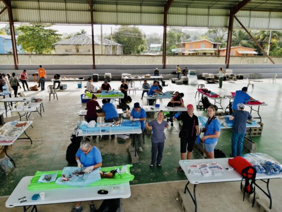 FVAI-CAWS Veterinary Clinic in San Ignacio, Belize