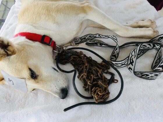 Every dog sterilized by FVAI receives a cute collar and leash to replace the heavy and rusted chain