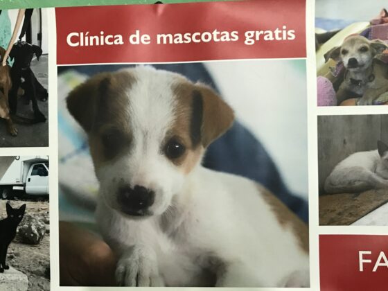 FVAI's free veterinary clinic in Belize