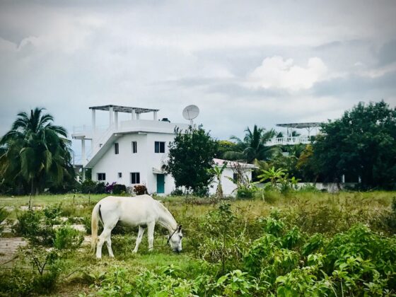 Our neighbour in Sarteneja , Belize