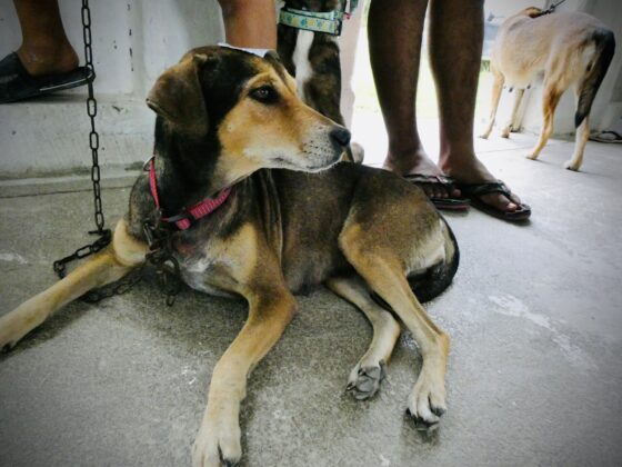 A dog at FVAI's clinic in Sarteneja
