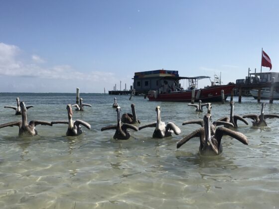 Pelicans at San Pedro, Belize