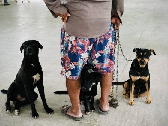 Dogs waiting their turn at FVAI's clinic in Belize