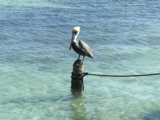 Pelicans at San Pedro, Belize
