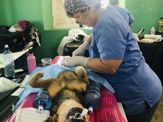 Surgery at FVAI's clinic in San Joaquin, Belize