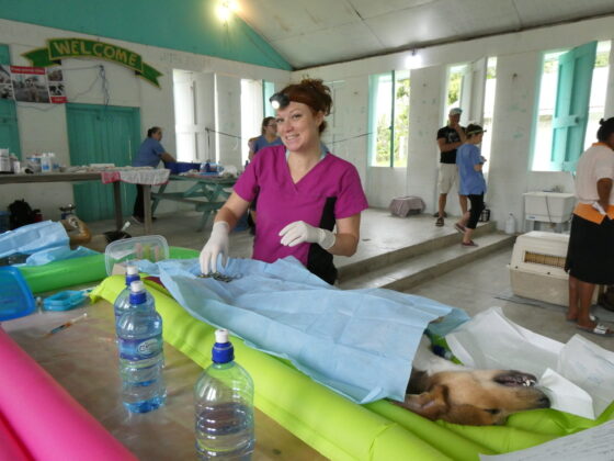 Volunteer veterinarian for FVAI in Belize