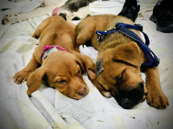 Two puppies recovering from surgery at FVAI's clinic in Belize