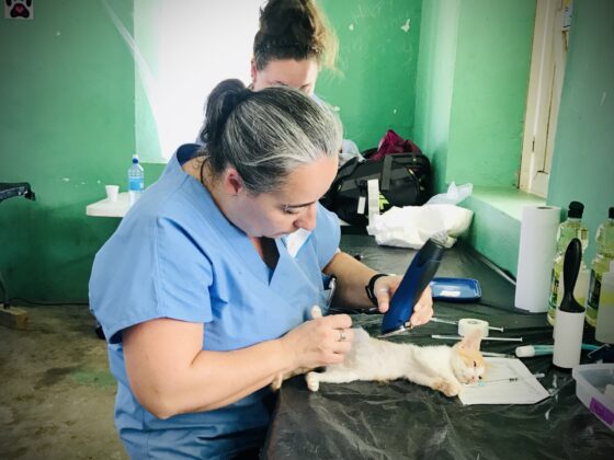 Pre-op station at FVAI's clinic in San Joaquin, Belize