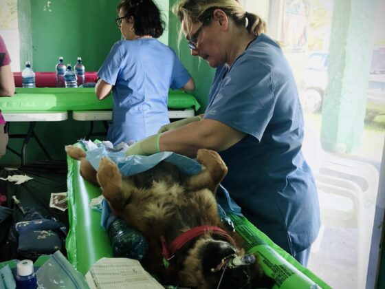 Surgery at FVAI's clinic in Belize