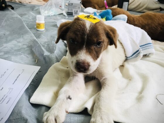 A puppy recovering from surgery at FVAI's clinic in Belize