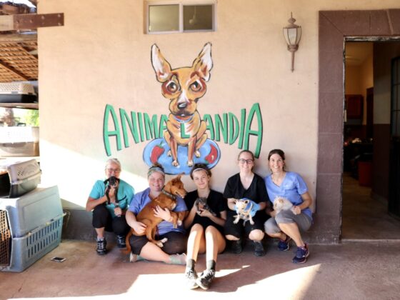 Small FVAI team at Animalandia shelter in Loreto