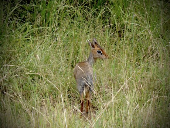 Dik-dik, the smallest antelope in Tanzania, FVAI safari