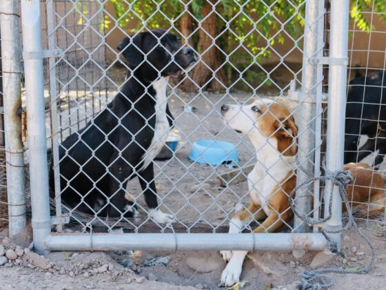 Friendly dogs at Animalandia shelter in Loreto