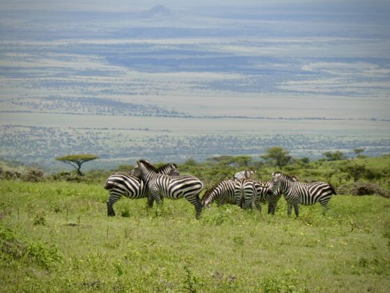 Herd of zebras en route to the Serengeti, FVAI safari, Tanzania