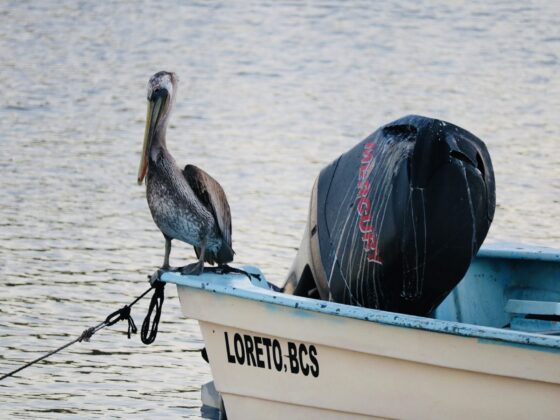 Pelican in Loreto, Baja California Sur