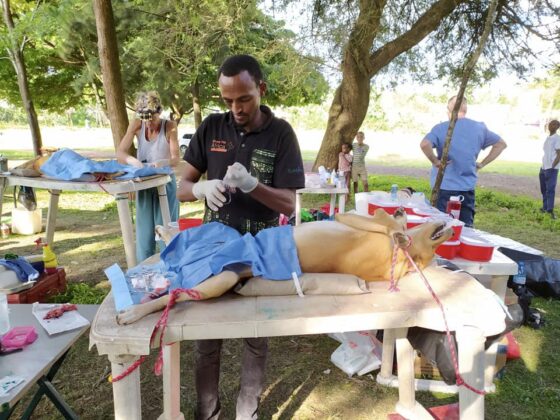 Dr. Phillipo, a Tanzanian veterinarian at work!