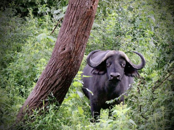 A wistful looking cape buffalo, FVAI safari, Tanzania