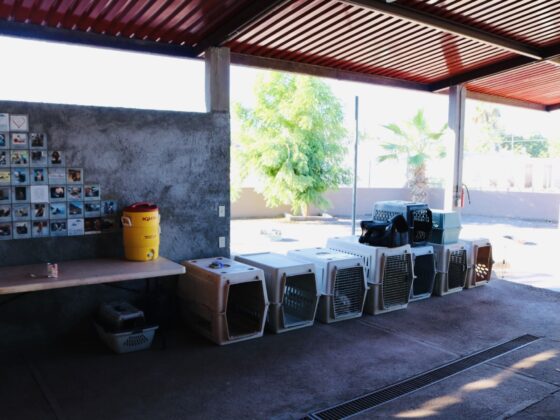 The shelter Animalandia in Loreto, Mexico. Super clean!