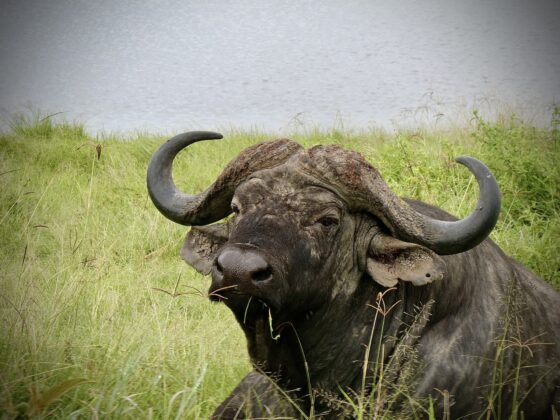 Cape buffalo in Tanzania, FVAI safari