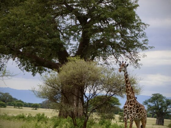 Giraffe in Tarangire, FVAI safari,Tanzania
