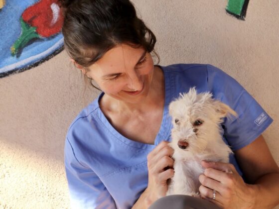 Dr Pellerin's favorite puppy at Animalandia shelter in Loreto
