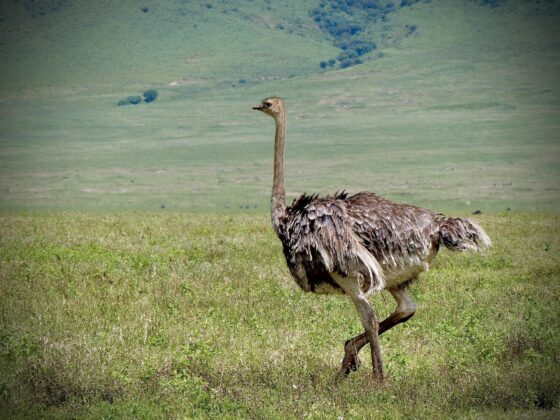 Ostrich in the Ngorongoro crater