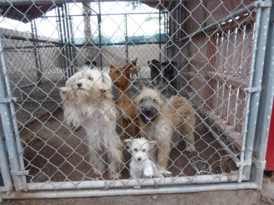 Furry friends at the shelter Animalandia in Loreto