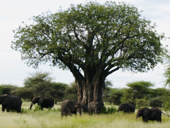 Baobab and elephants in Tarangire, FVAI safari, Tanzania