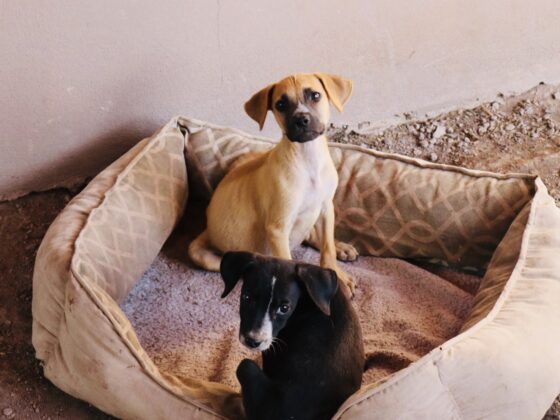 Cute puppies at the shelter Animalandia in Loreto